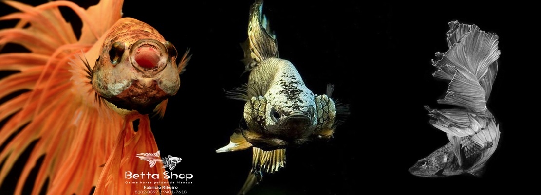 Betta