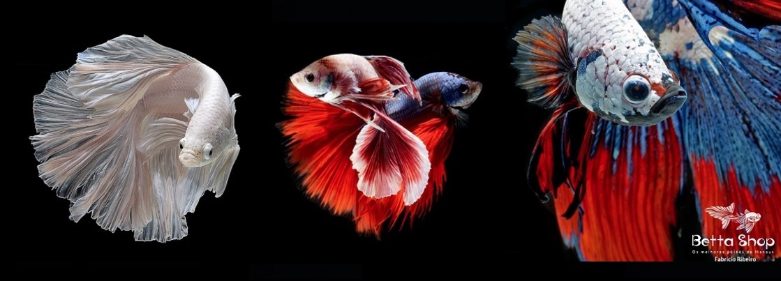 Betta2