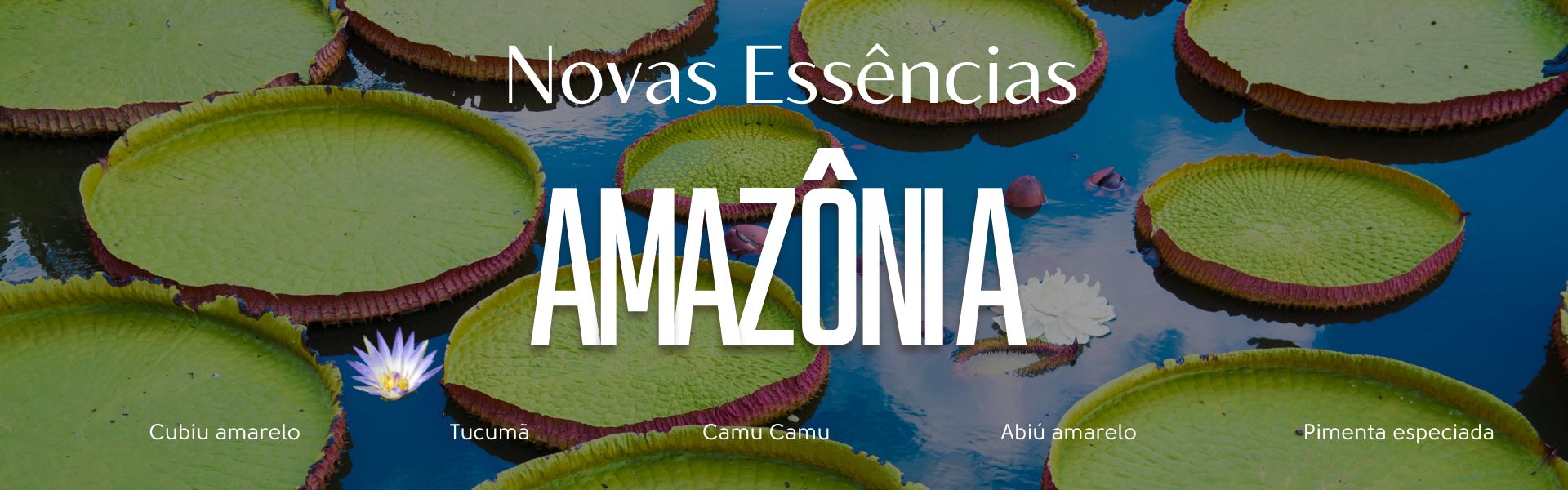 Banner Linha Amazonia