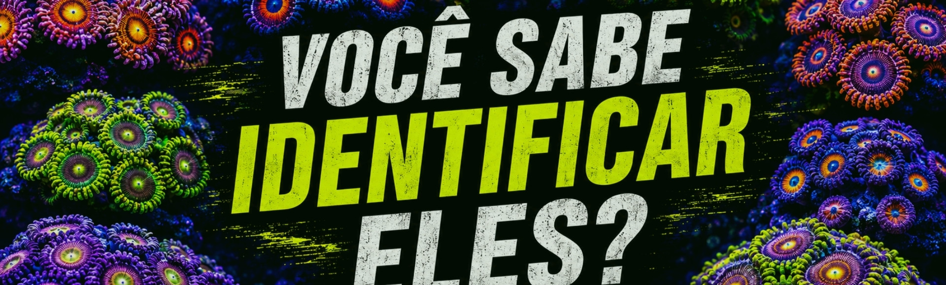 Identificar