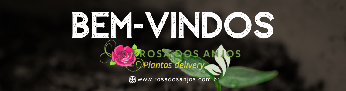 bnn-bem-vindo