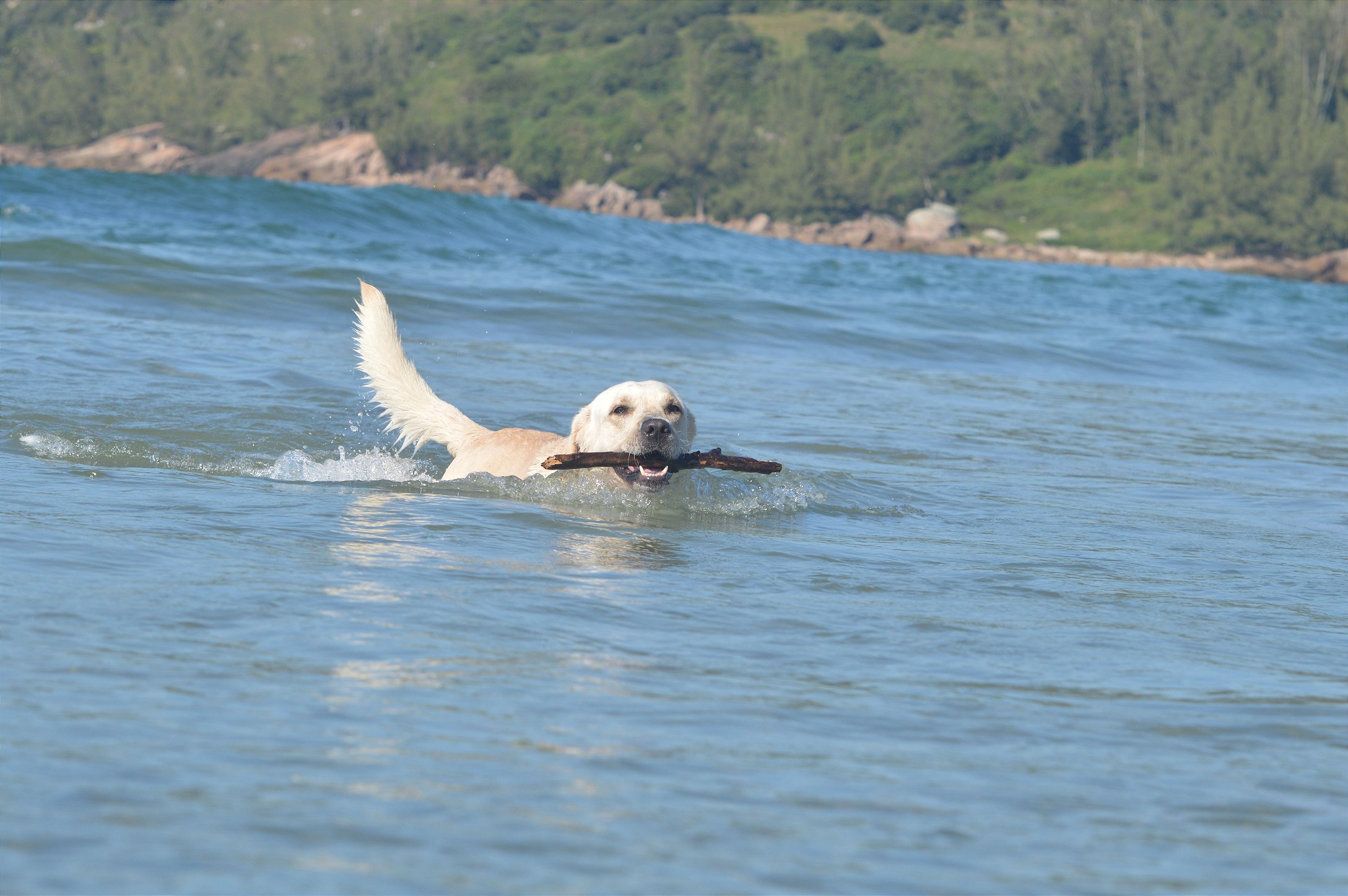 cachorro labrador nadando