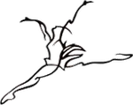 Capezio
