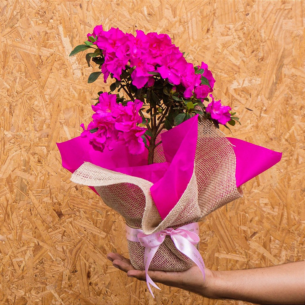 Flor Azaleia Pink em Vaso - pitanga floricultura