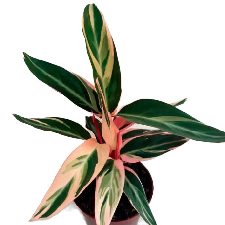 ご注文　マランタ Maranta Tricolor - Planta Delivery