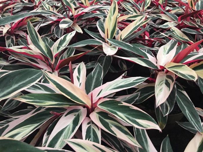 Maranta Tricolor - Planta Delivery