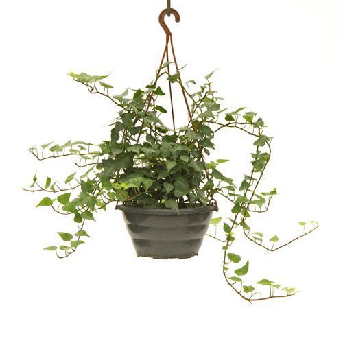 Hera Portuguesa - Planta Delivery