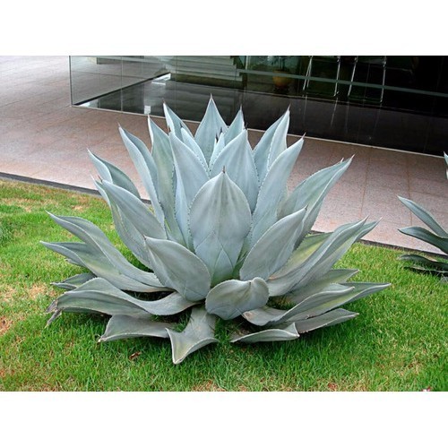 Agave Azul  Muda de 30 a 50 cm com frete grtis no RJ - Planta Delivery