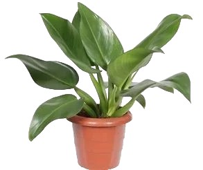 Pacov - Planta Delivery