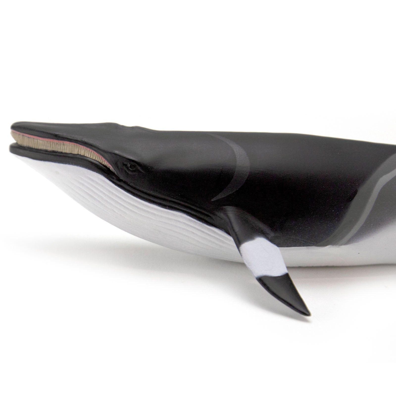 Figura Baleia Minke Safari Ltd.