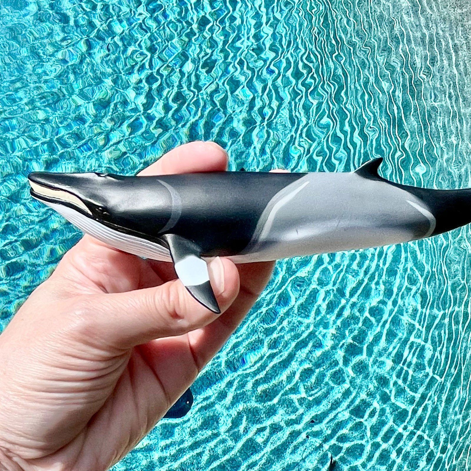 Figura Baleia Minke Safari Ltd.