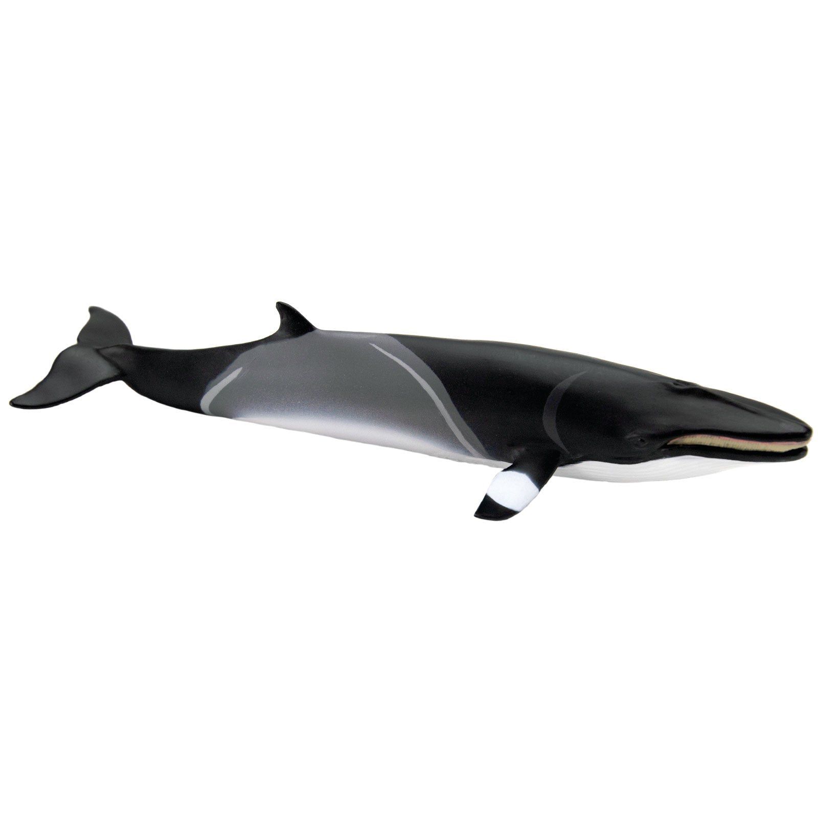 Figura Baleia Minke Safari Ltd.