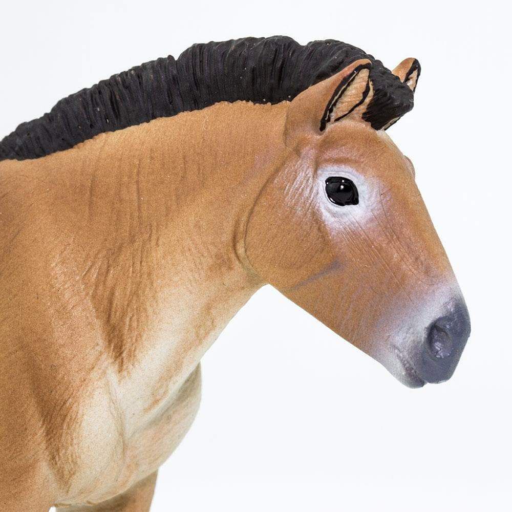 Figura Cavalo Przewalskis Safari Ltd.