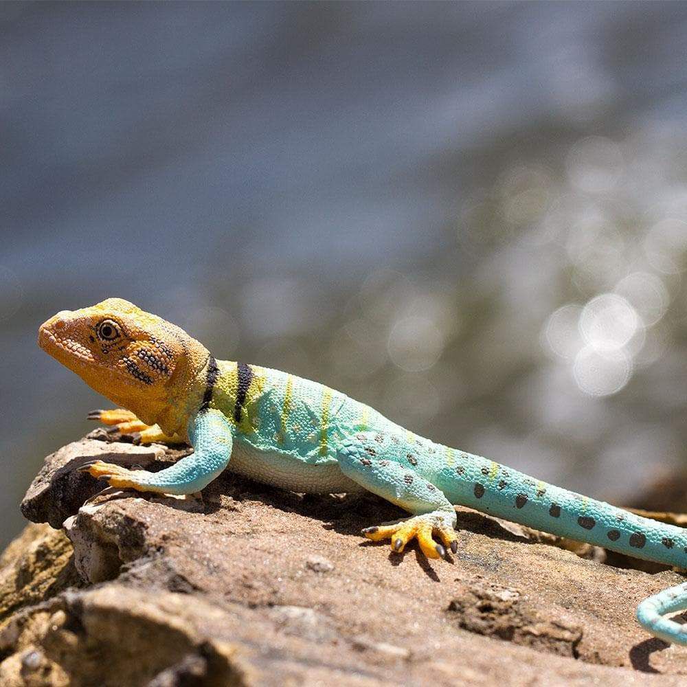 Figura Lagarto-De-Colar Safari Ltd.