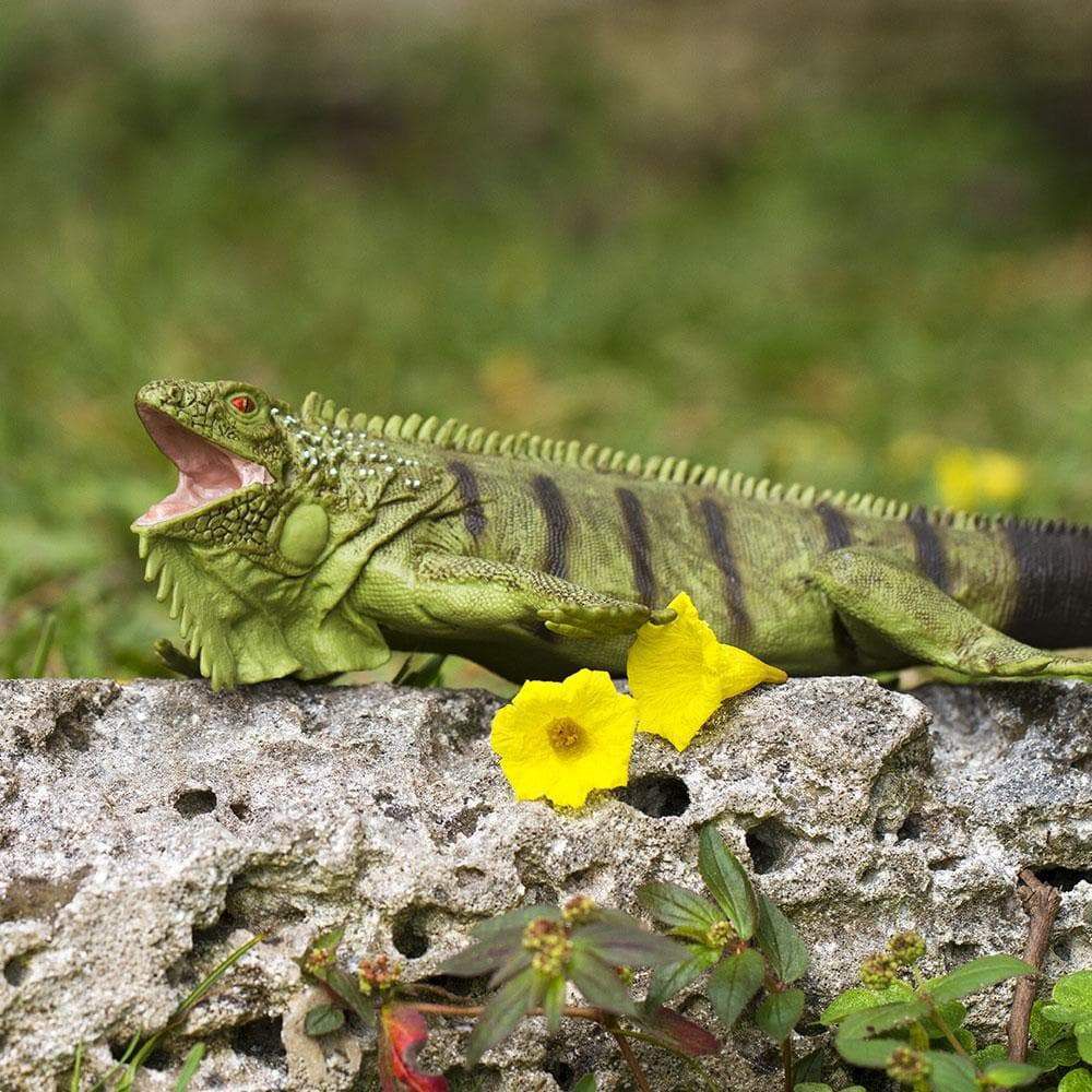 Figura Iguana Safari Ltd.