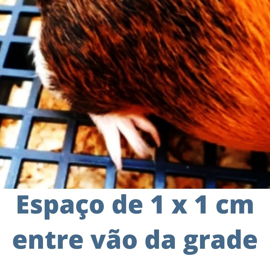 Banheiro Banheira Sanitario Porquinho Da India Rato Twister Bandeja Pequena Com Grade