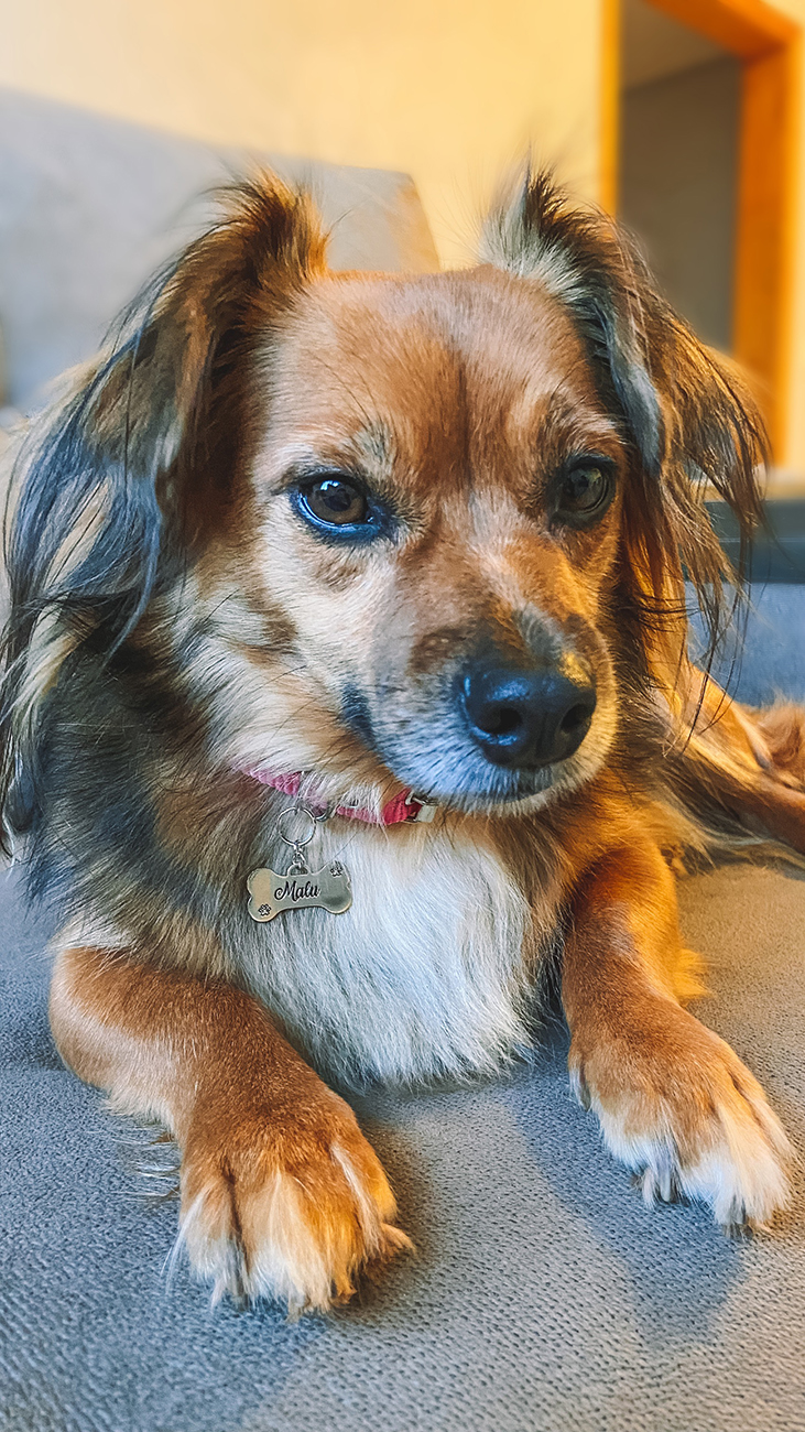 Pingente de Identificação Personalizado para Pet – Formato Osso