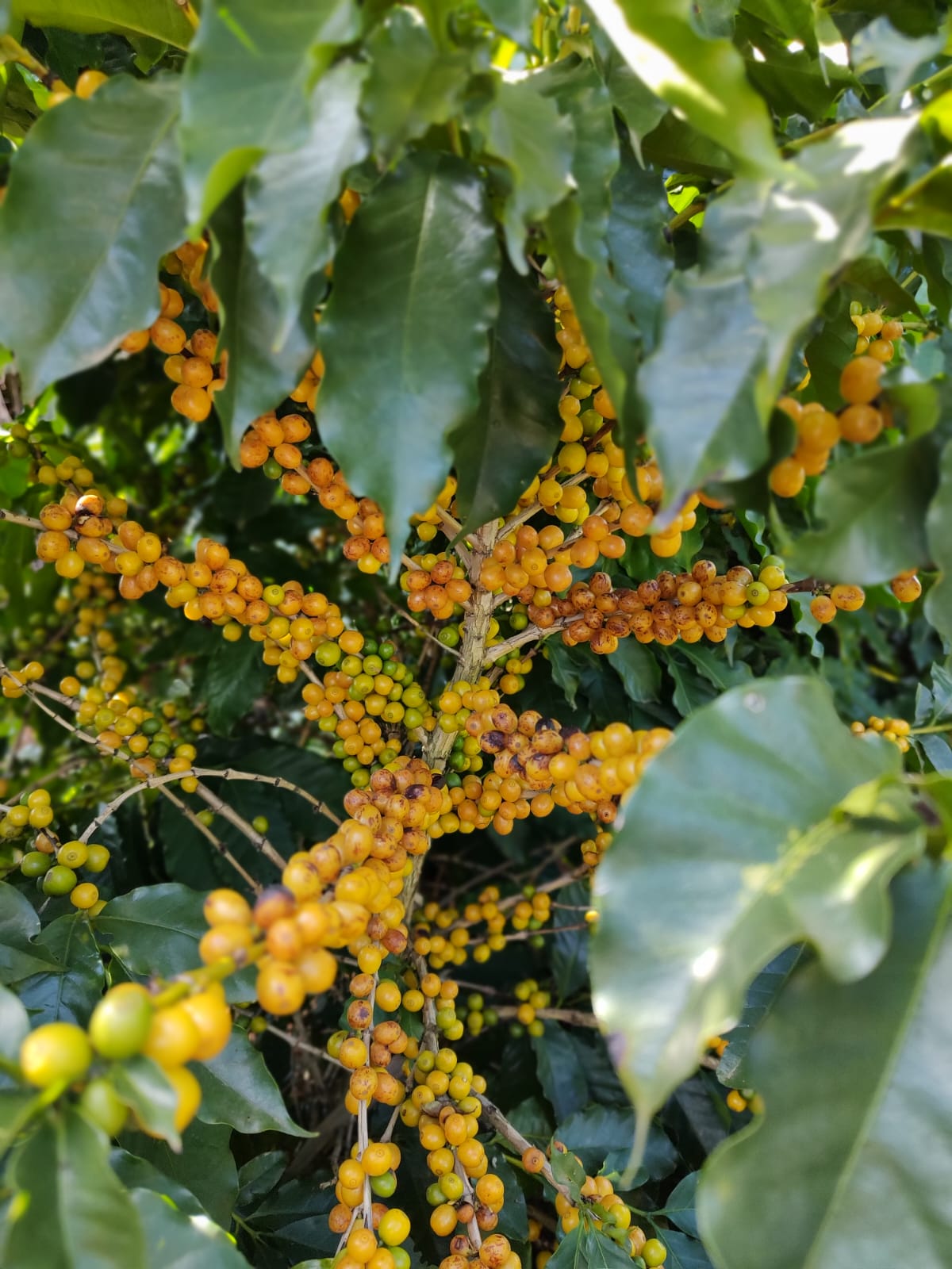 Café Especial Fazenda Sta Bárbara - Arara