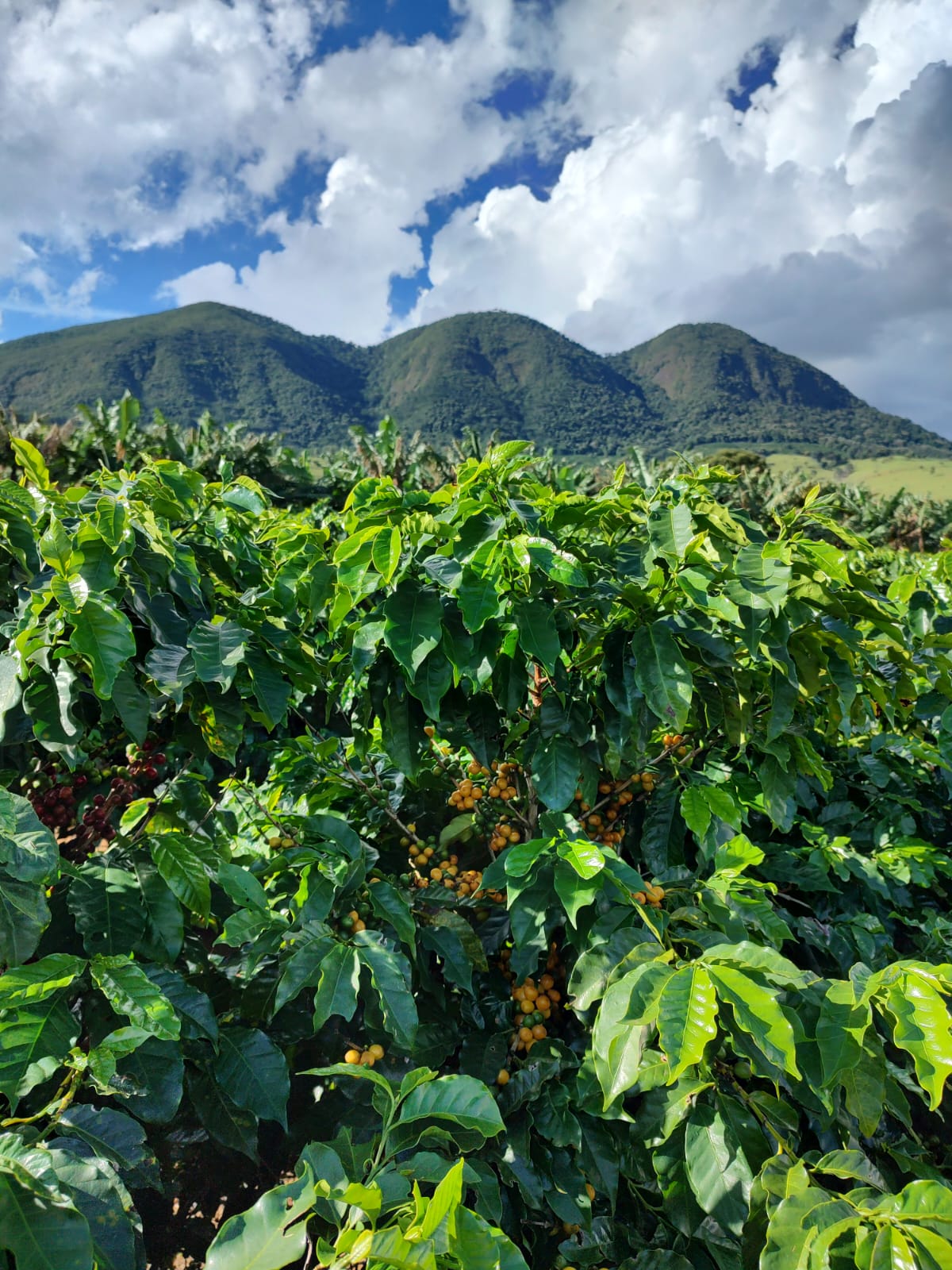 Café Especial Fazenda Sta Bárbara - Catuaí Amarelo