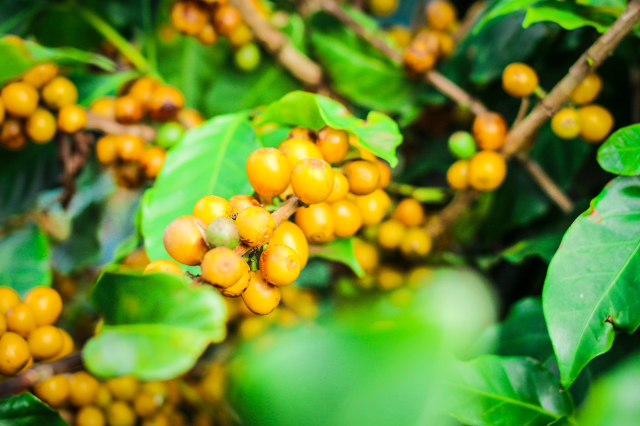 Café Especial Fazenda Sta Bárbara - Catuaí Amarelo