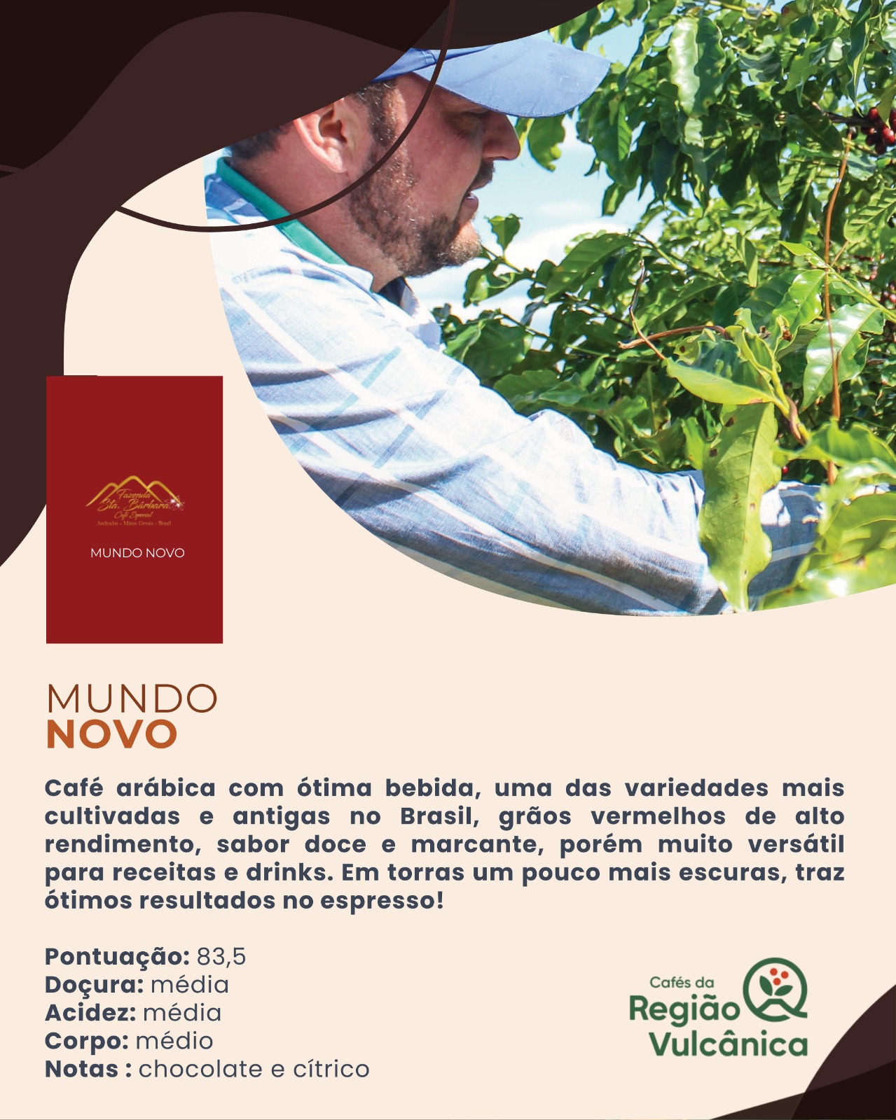 Café Especial Fazenda Sta Bárbara - Mundo Novo