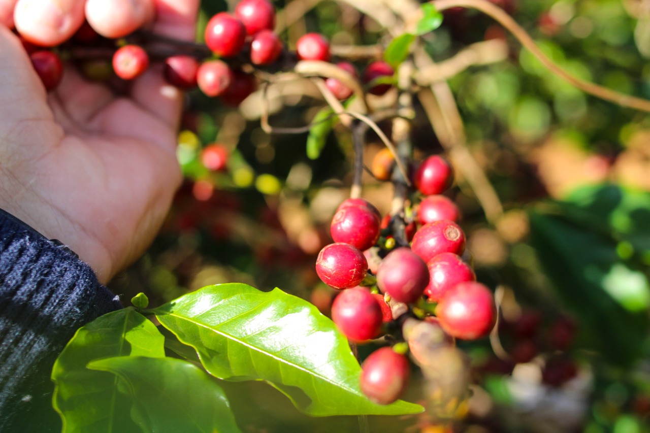 Café Especial Fazenda Sta Bárbara - Mundo Novo