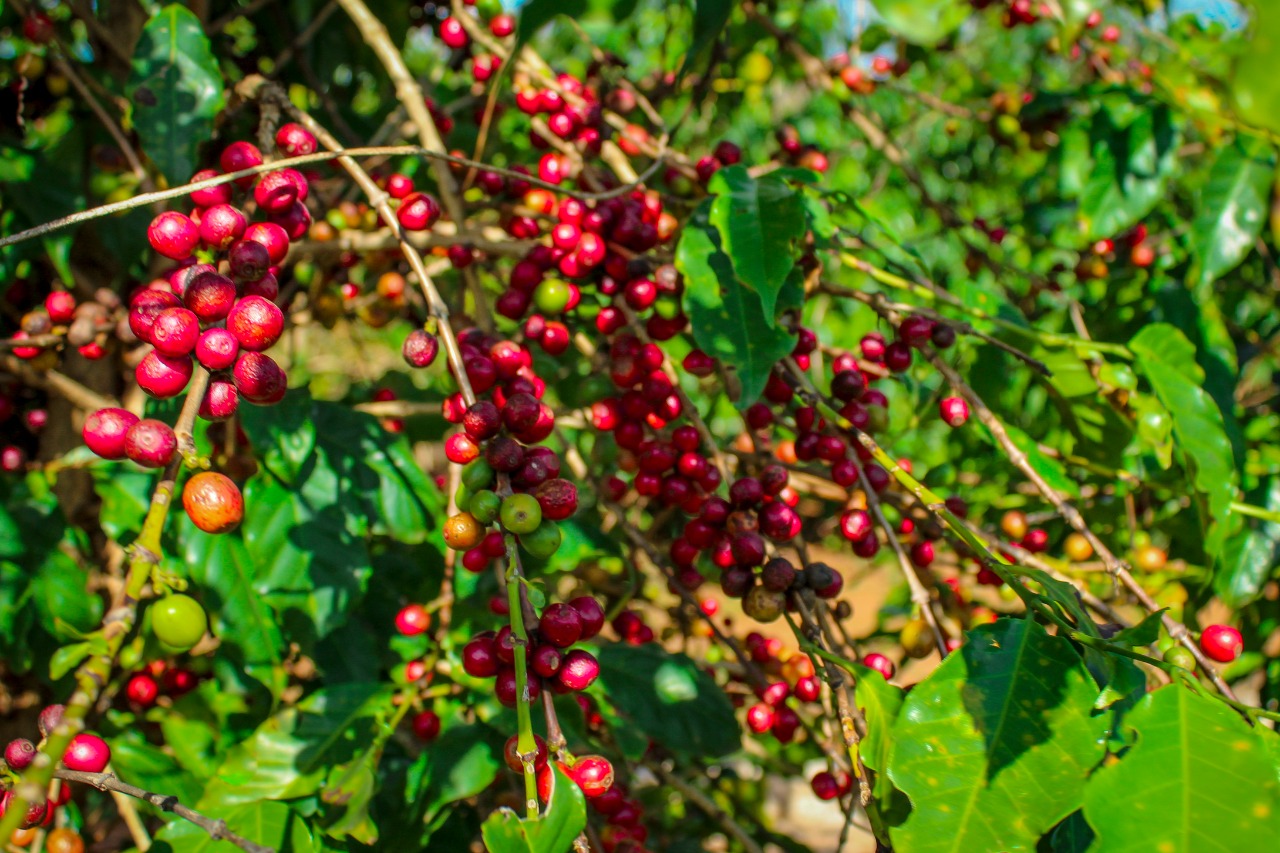 Café Especial Fazenda Sta Bárbara - Mundo Novo
