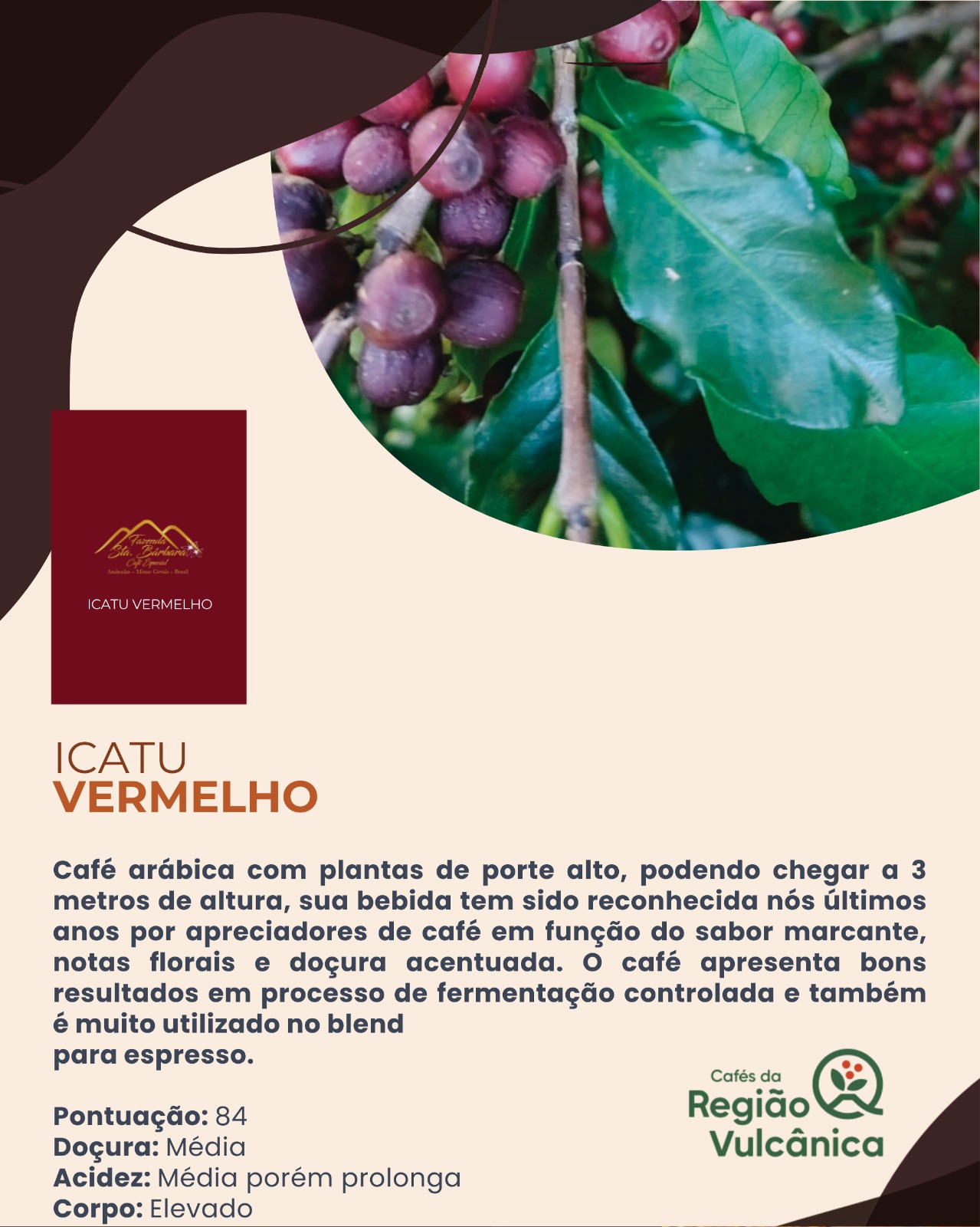 Café Especial Fazenda Sta Bárbara - Icatu Vermelho