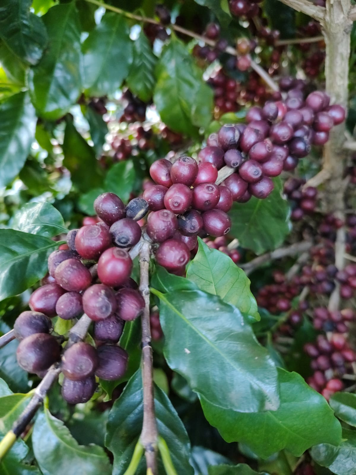 Café Especial Fazenda Sta Bárbara - Icatu Vermelho