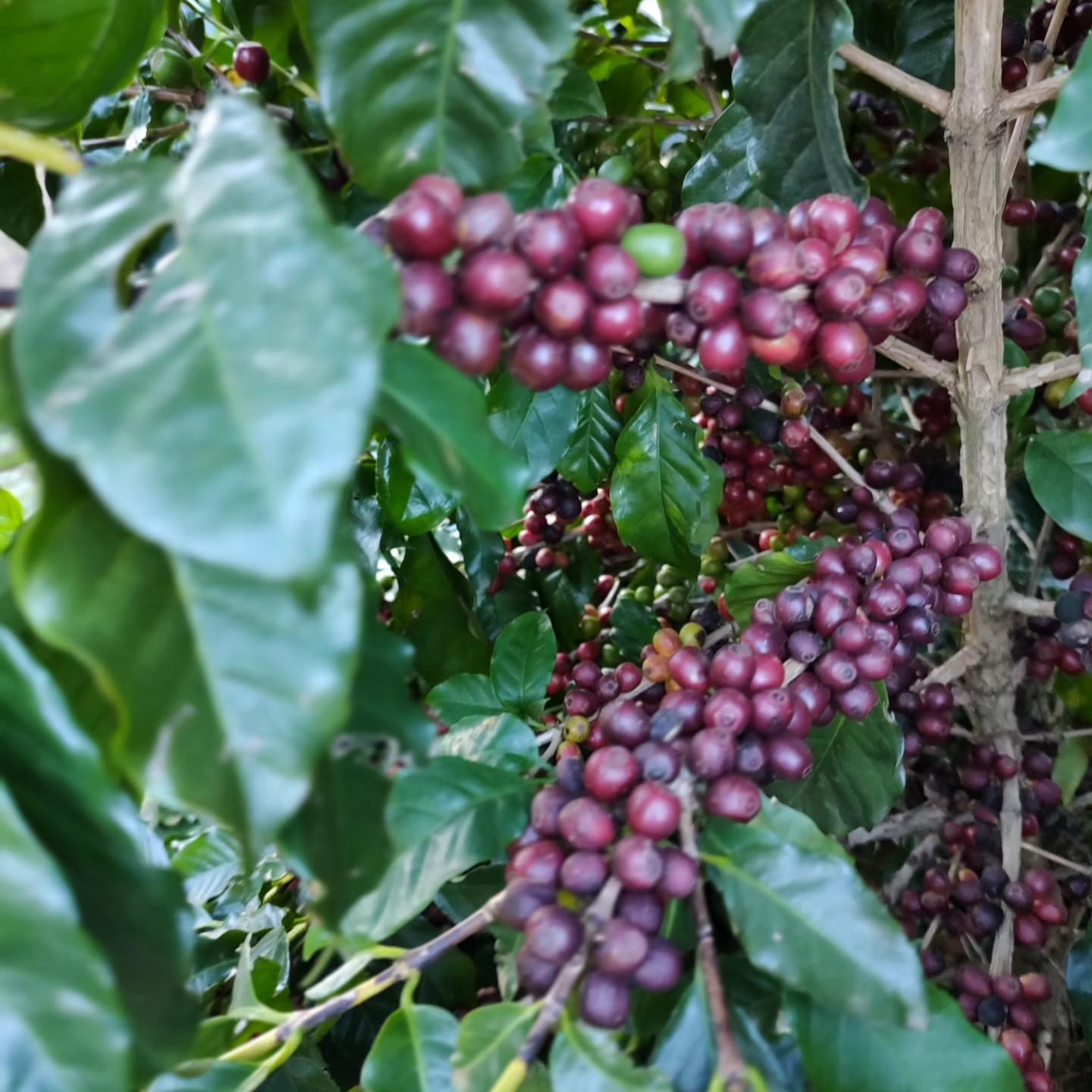 Café Especial Fazenda Sta Bárbara - Icatu Vermelho