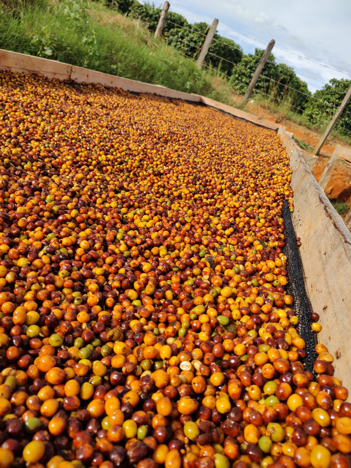 Café Especial Fazenda Sta Bárbara - Microlote Fermentação Controlada
