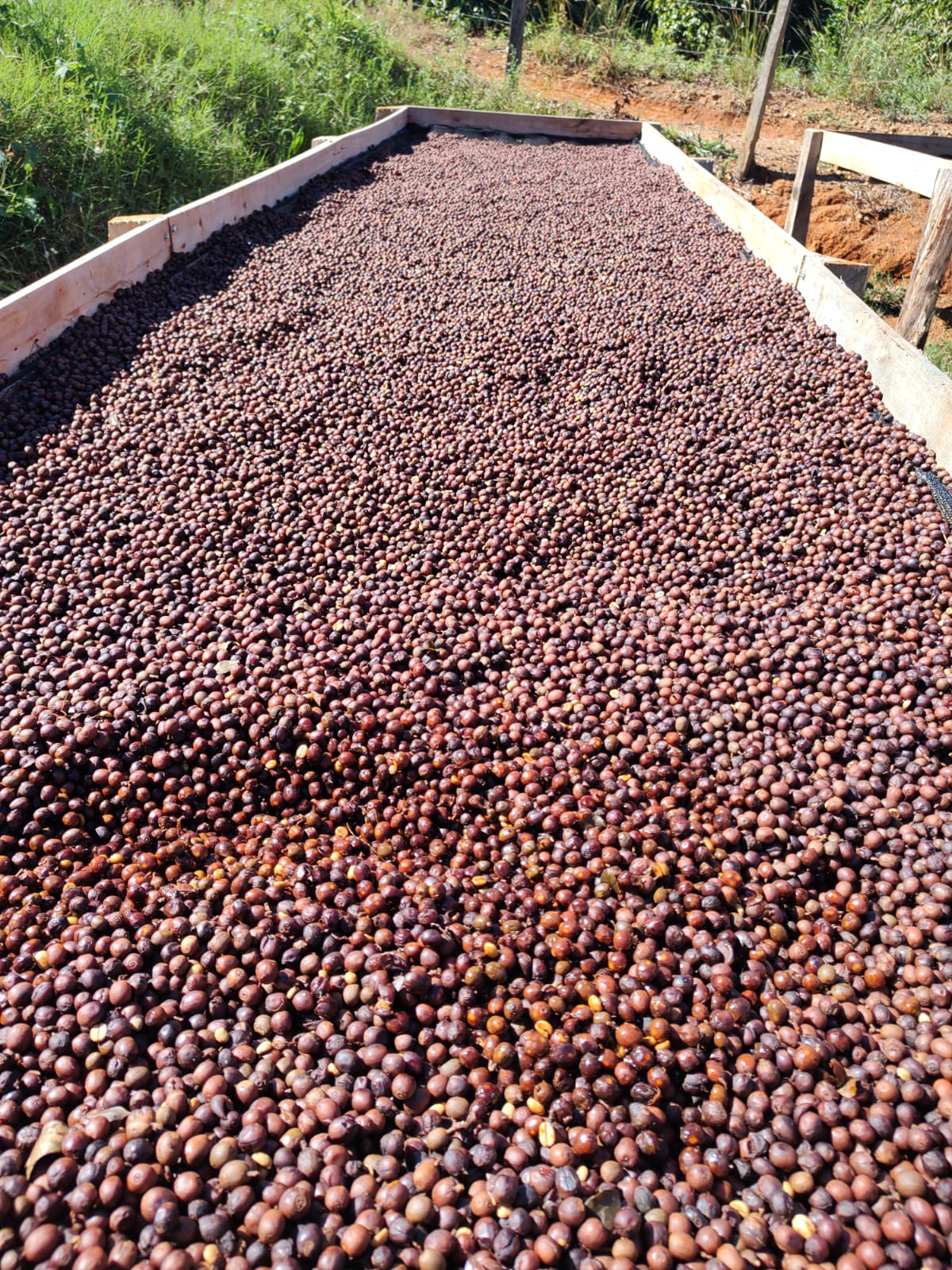 Café Especial Fazenda Sta Bárbara - Microlote Fermentação Controlada