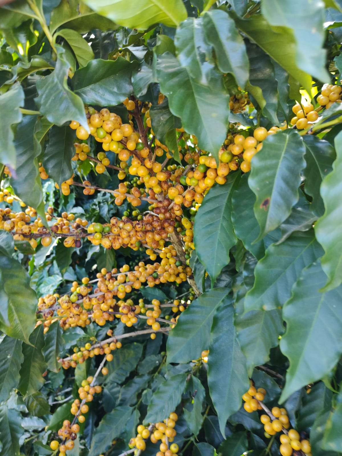 Café Especial Fazenda Sta Bárbara - Light Roast