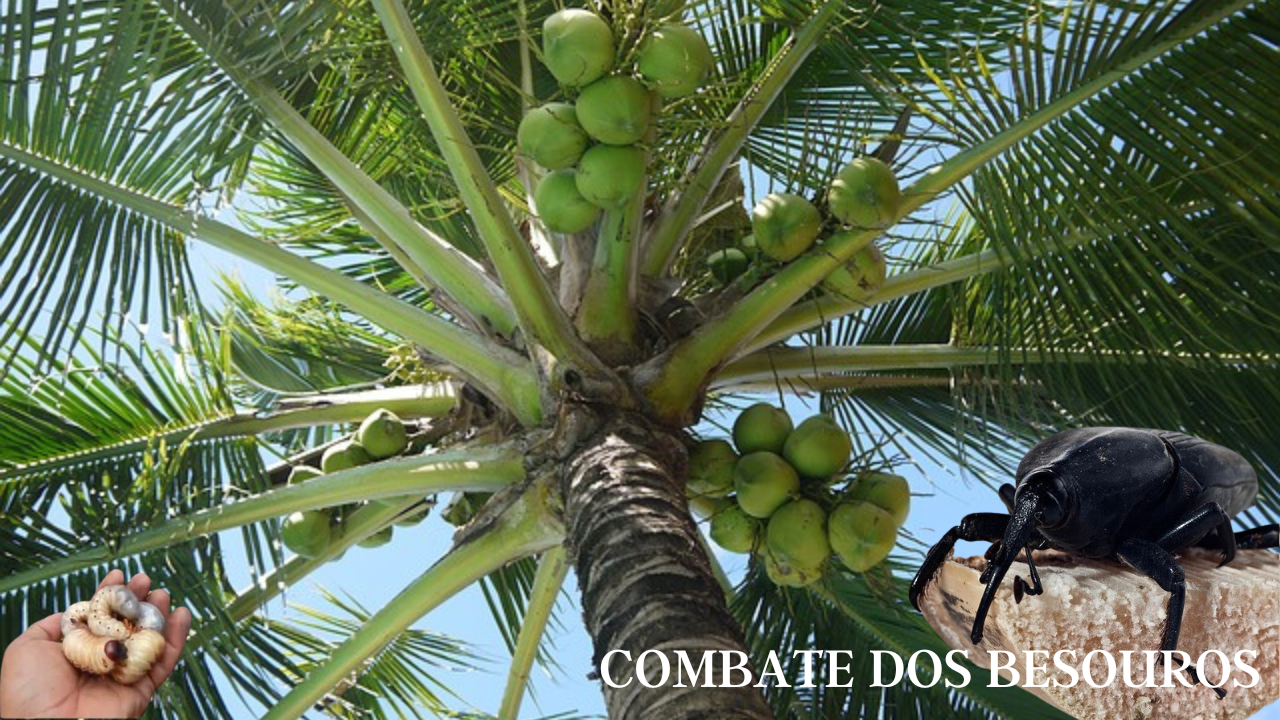 feromonio Rinconforol para Armadilhas Pet broca dos coqueiros