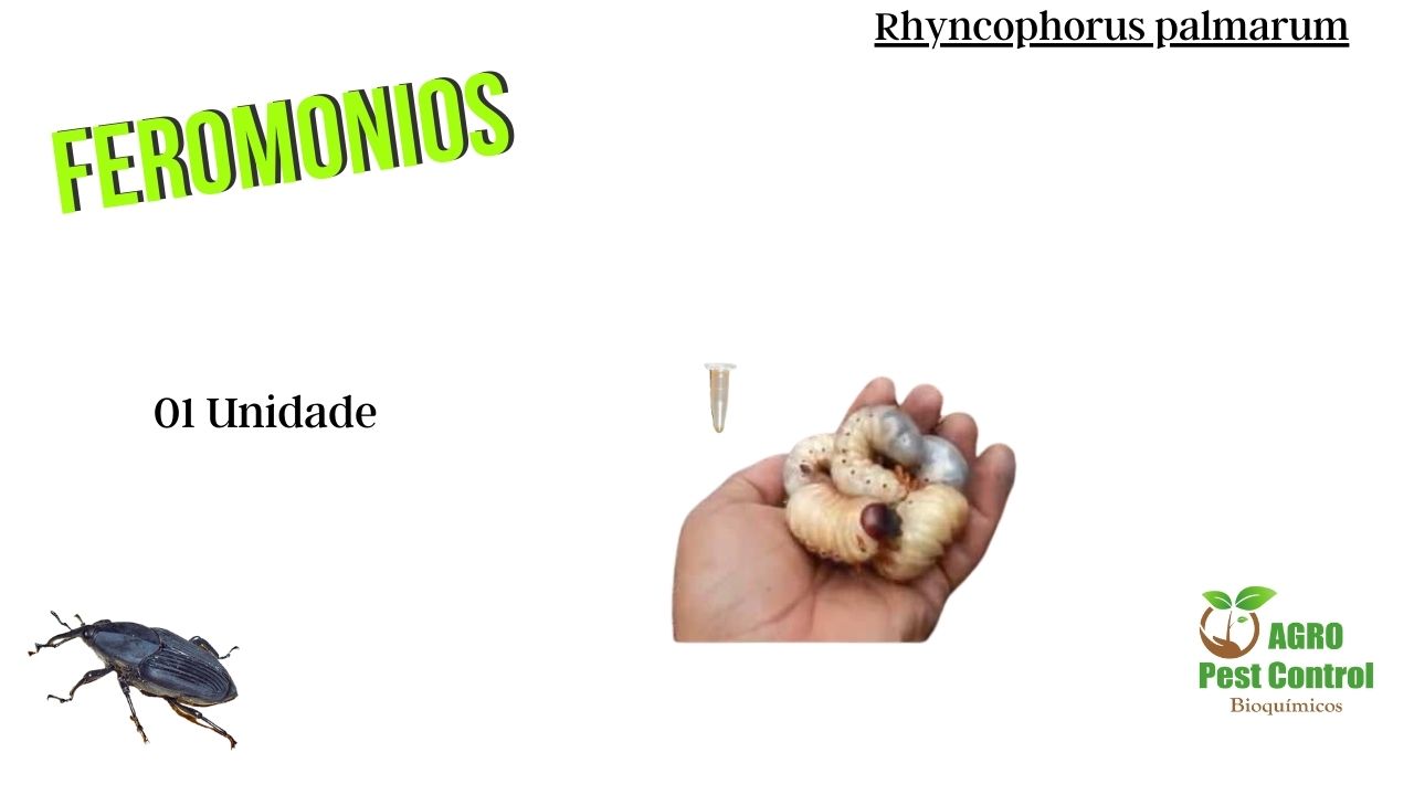 Feromônios para Controle de Broca do Coqueiro