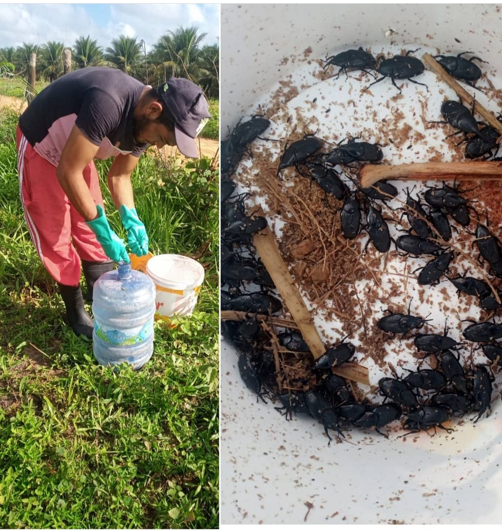 Produto para combater larvas e brocas bicudos em viveiros,jardins e jardinagem.