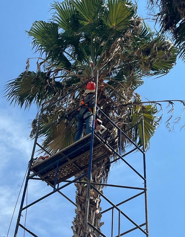 Produto para combater larvas e brocas bicudos em viveiros,jardins e jardinagem.