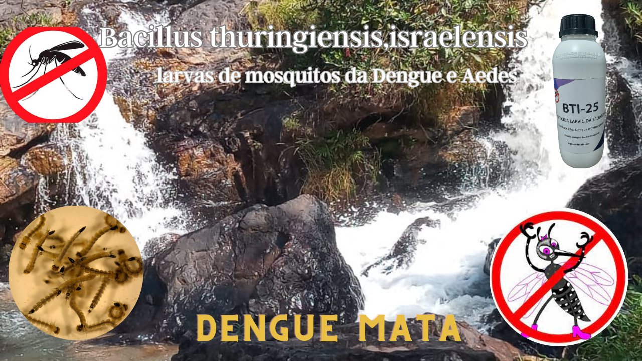 BTI para combate dos borrachudos mosquitos