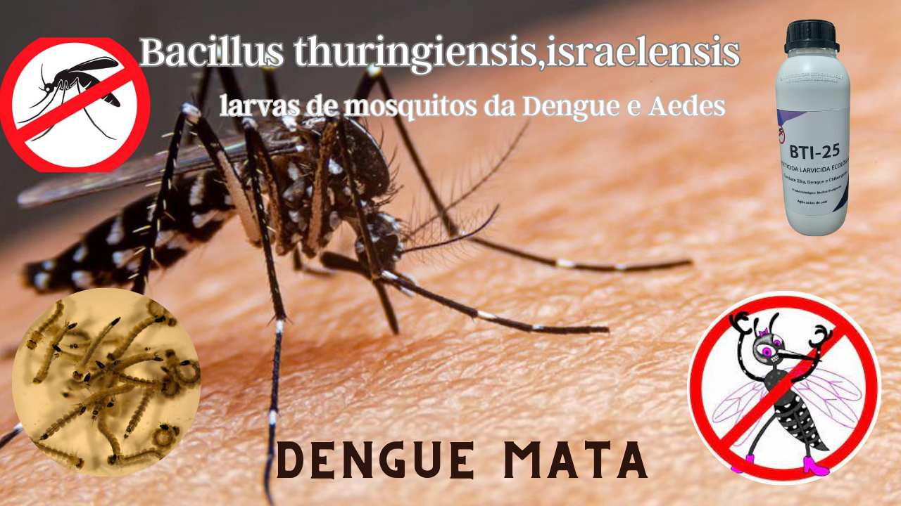 BTI combate mosquitos pernilongos aedes