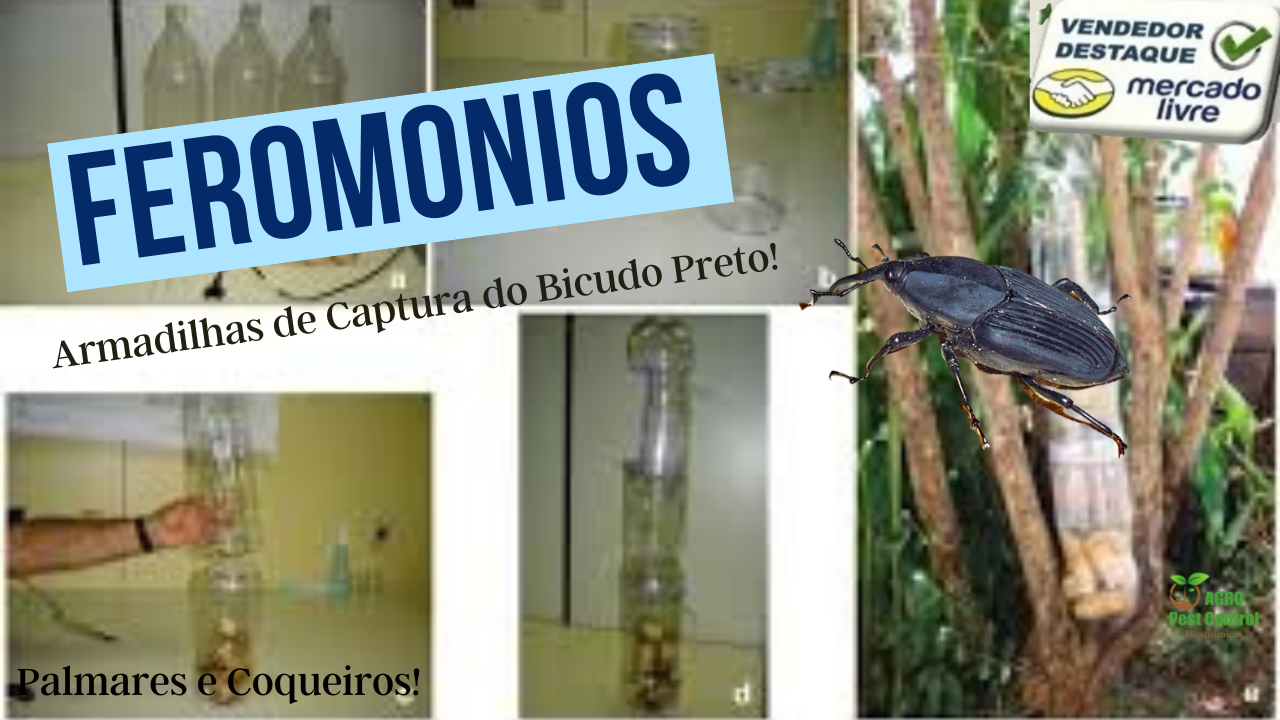 Rhyncophorus palmarum