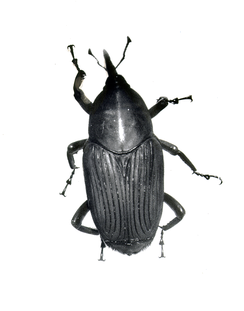 Rhyncophorus palmarum