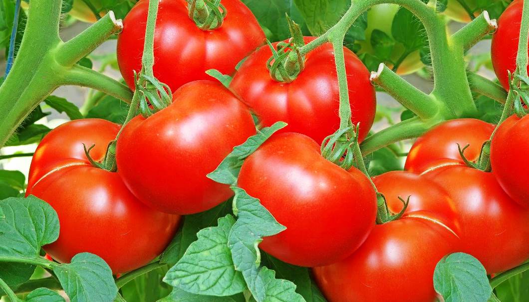 feromonio Tuta absoluta feromonio da traça dos tomates