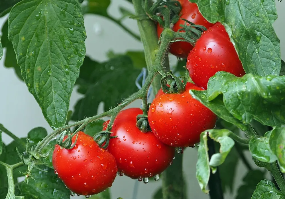 feromonio Tuta absoluta feromonio da traça dos tomates