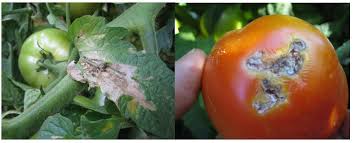 tuta traça do tomate feromonio armadilhas