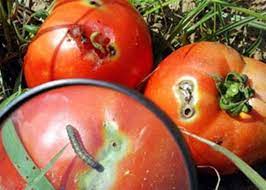 tuta traça do tomate feromonio armadilhas