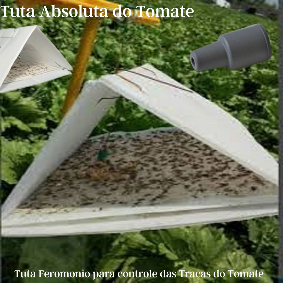 tuta traça do tomate feromonio armadilhas