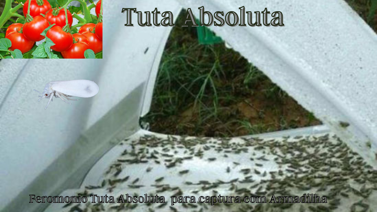 tuta traça do tomate feromonio armadilhas