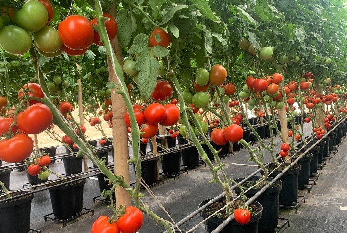 tuta traça do tomate feromonio armadilhas