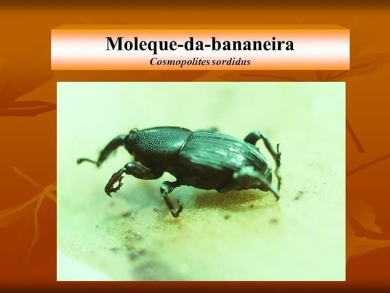 Moleque da Bananeira feromonio para armadilhas