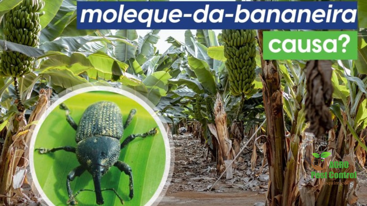 feromonio Moleque da Bananeira para armadilhas atrativo